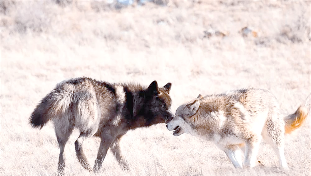 易胜博体育官方网站-华尔夫斯堡的困境：狼群的挑战之路