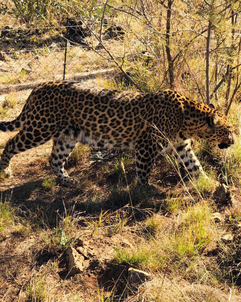 易胜博体育-南非篮球锦标赛：约翰内斯堡崭露头角，晋级决赛