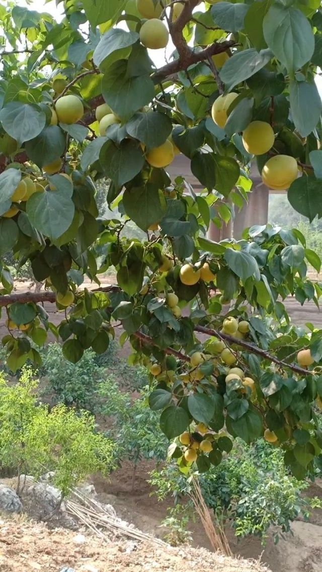 易胜博体育-加拿大选手表现抢眼，收获丰硕果实